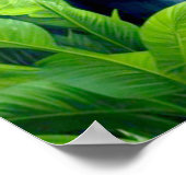 熱帯雨林ゴリラ7 ポスター (角)