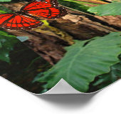 熱帯雨林ポスター ポスター (角)