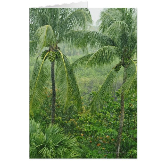 熱帯雨林 (正面)