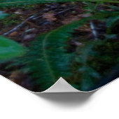 熱帯雨林 ポスター (角)