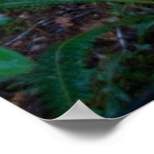 熱帯雨林 ポスター (角)