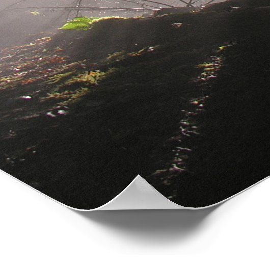 熱帯雨林 ポスター (角)