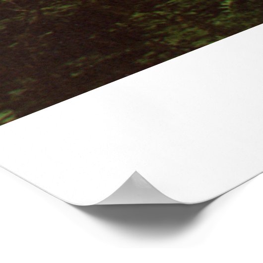 熱帯雨林 ポスター (角)