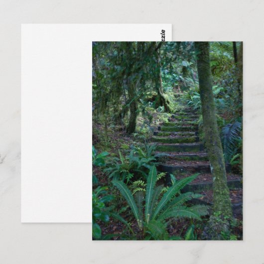 熱帯雨林 ポストカード (正面/裏面)