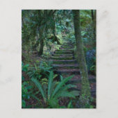 熱帯雨林 ポストカード (正面)