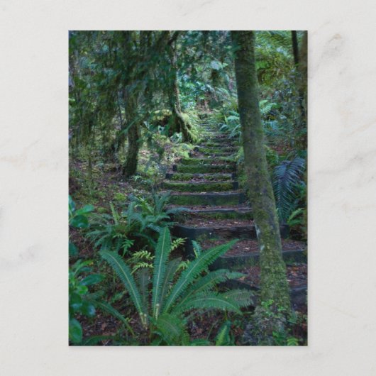 熱帯雨林 ポストカード (正面)