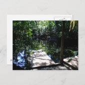 熱帯雨林 ポストカード (正面/裏面)