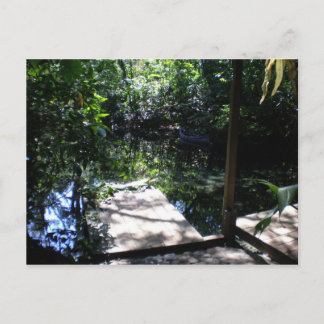 熱帯雨林 ポストカード