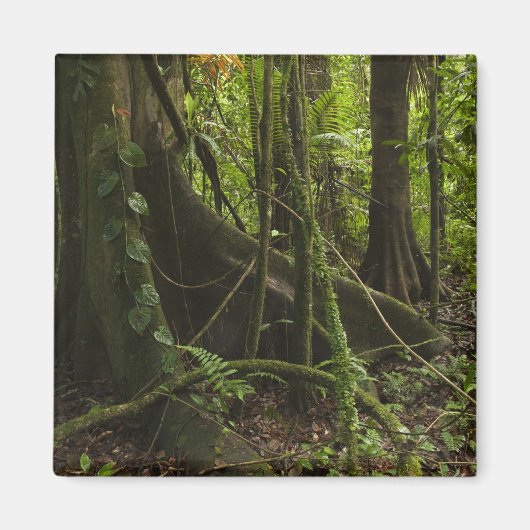 熱帯雨林、マパリ川、北ルプヌニ、 マグネット (正面)