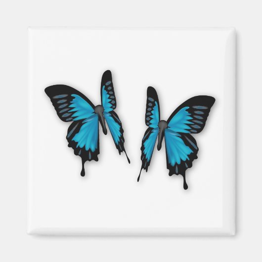 熱帯青蝶のペア マグネット (正面)