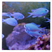 熱帯青魚 タイル (正面)