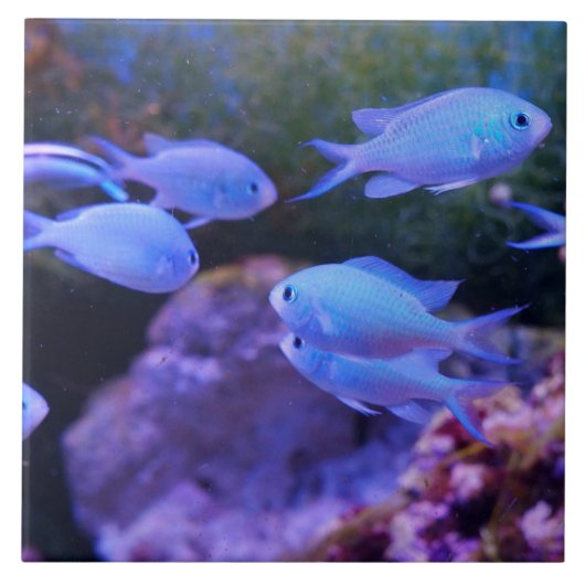 熱帯青魚 タイル (正面)