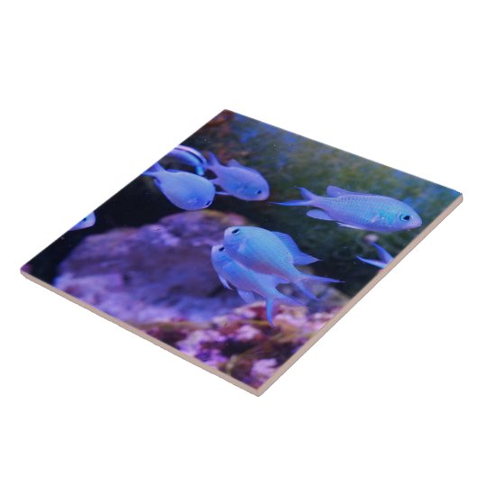 熱帯青魚 タイル (側面)