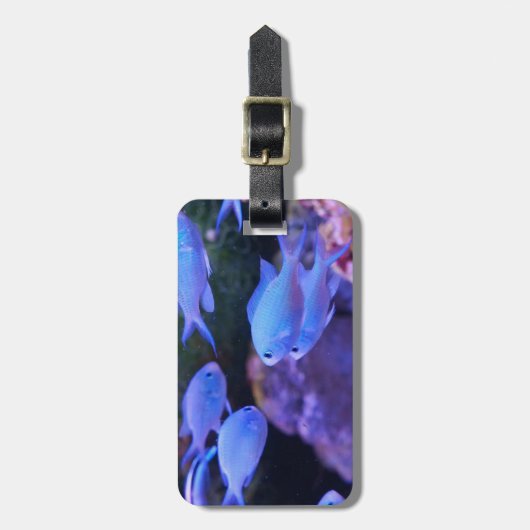 熱帯青魚 ラゲッジタグ (正面縦)