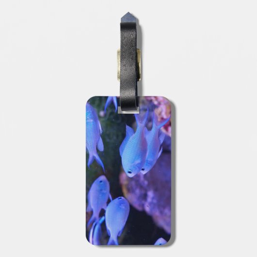 熱帯青魚 ラゲッジタグ (裏面縦)