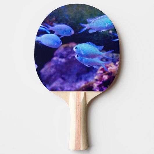 熱帯青魚 卓球ラケット (正面)