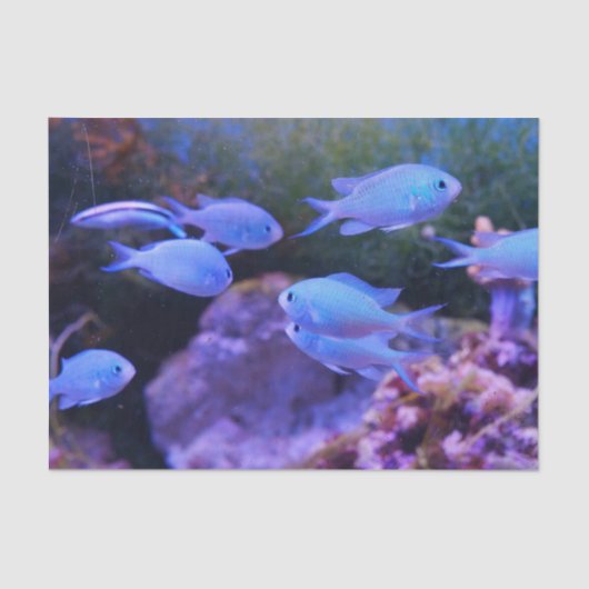 熱帯青魚 薄葉紙 (正面)