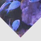 熱帯青魚 薄葉紙 (詳細)