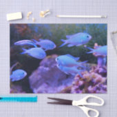 熱帯青魚 薄葉紙 (クラフト)