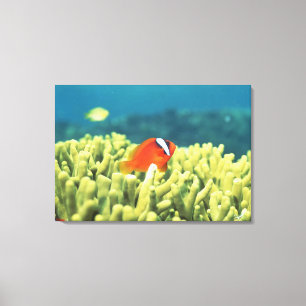 熱帯魚と満ちる珊瑚礁 キャンバスプリント
