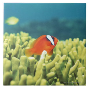 熱帯魚と満ちる珊瑚礁 タイル