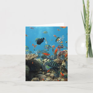 熱帯魚のカオス カード