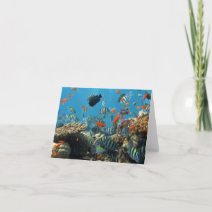 熱帯魚のカオス カード