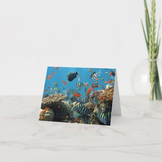 熱帯魚のカオス カード (正面)