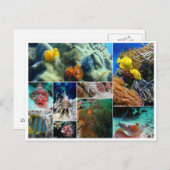 熱帯魚のコラージュ海海のサンゴ潜り ポストカード (正面/裏面)