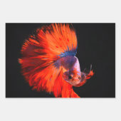 熱帯魚の三枚葉包み紙 ラッピングペーパーシート (正面)