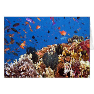 熱帯魚の水中競技生活