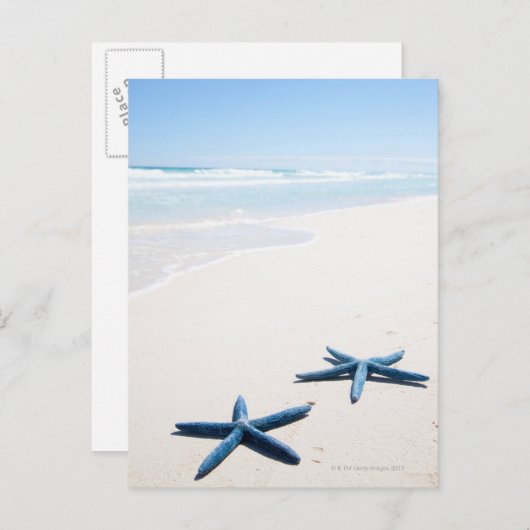 熱帯魚の水辺に青いヒトデが二つ ポストカード (正面/裏面)