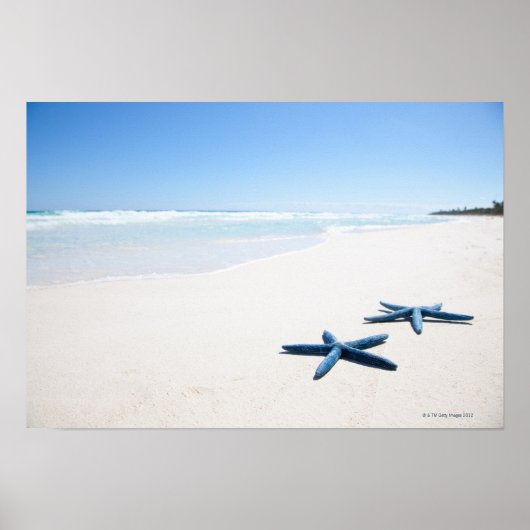熱帯魚の水辺に青いヒトデ2匹2 ポスター (正面)