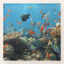 熱帯魚の無秩序 ガラスコースター