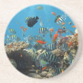 熱帯魚の無秩序 コースター (正面)