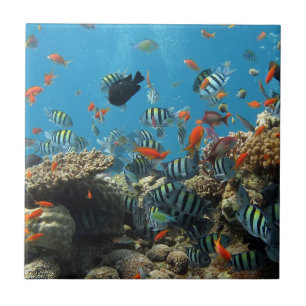 熱帯魚の無秩序 タイル
