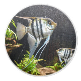 熱帯魚ストライプのセラミック引き抜き セラミックノブ