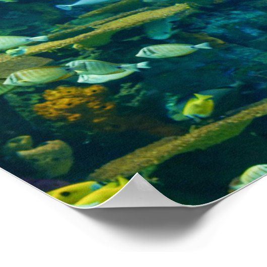 熱帯魚ポスター ポスター (角)