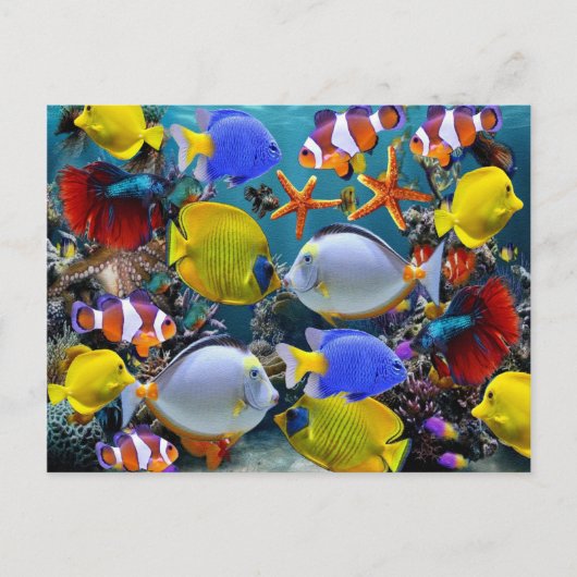 熱帯魚水槽 釣り ポストカード (正面)