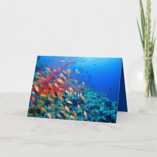 熱帯魚海底珊瑚礁 カード