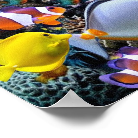 熱帯魚魚釣り ポスター (角)