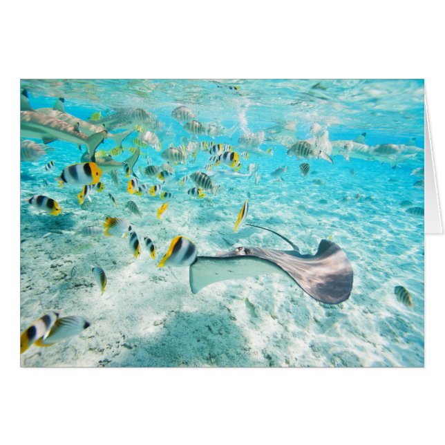 熱帯魚 (正面横)