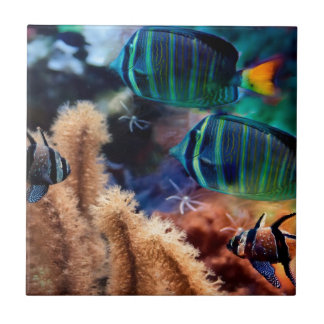 熱帯魚 タイル