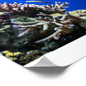 熱帯魚 ポスター (角)