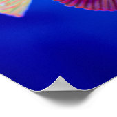 熱帯魚 ポスター (角)