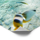 熱帯魚 ポスター (角)