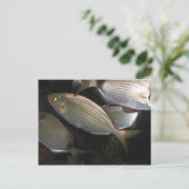 熱帯魚 ポストカード (スタンド正面)