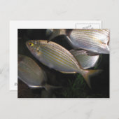 熱帯魚 ポストカード (正面/裏面)