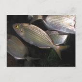 熱帯魚 ポストカード (正面)