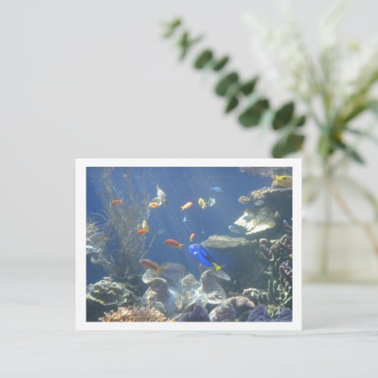 熱帯魚 ポストカード (スタンド正面)